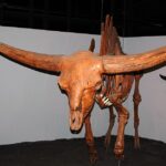 Bison_latifrons_fossil_buffalo_(Pleistocene;_North_America)_2_(15444089682) -- CREDIT to WIKIMEDIA COMMONS