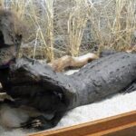 oklahomas-monsters-and-other-unexplainable-legends-ALLIGATORMAN