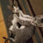 kittens-vs-toddlers