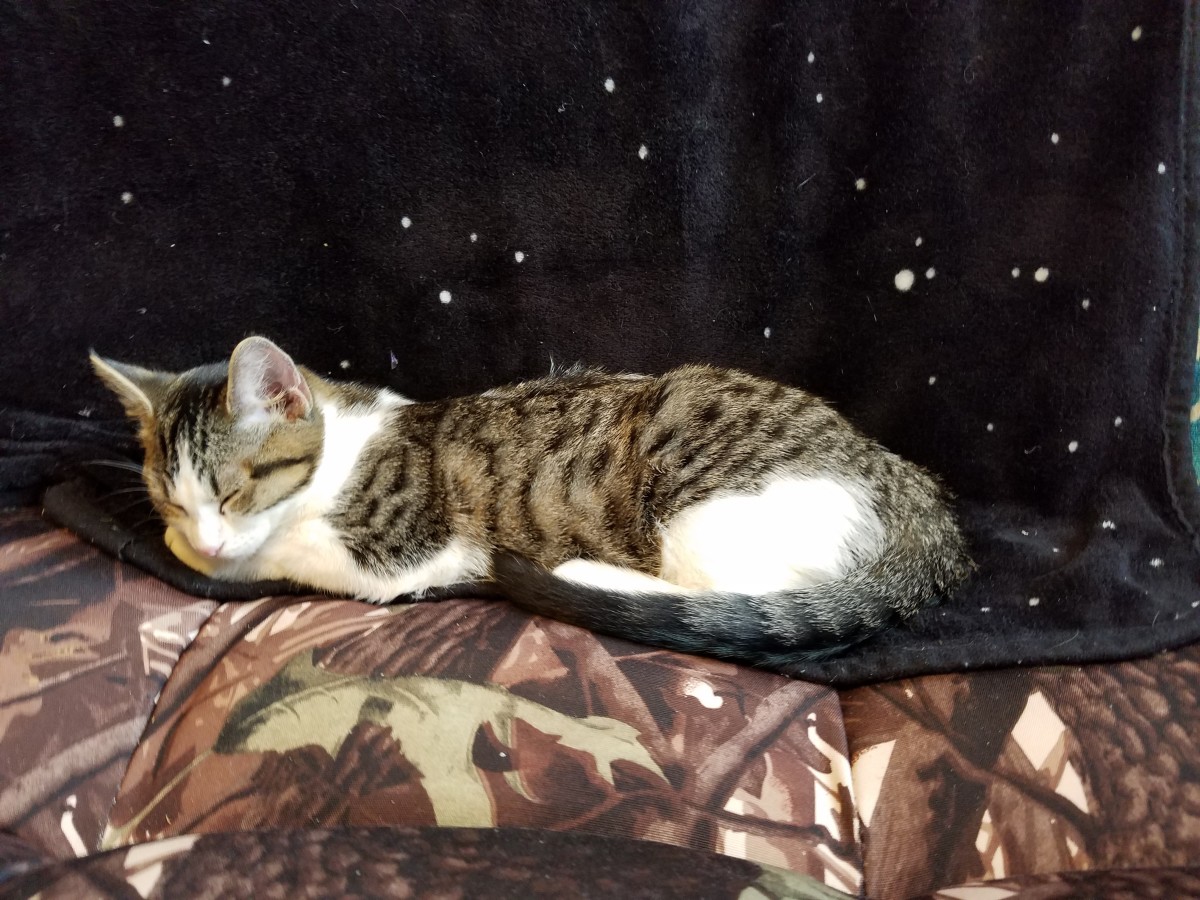 Kittens Versus Toddlers: Let Sleeping Kittens Lie!
