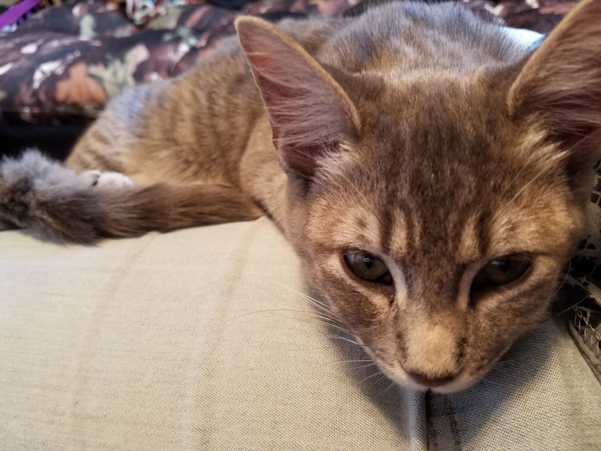 Kittens Versus Toddlers: Pretty Kitty Beauty Shot