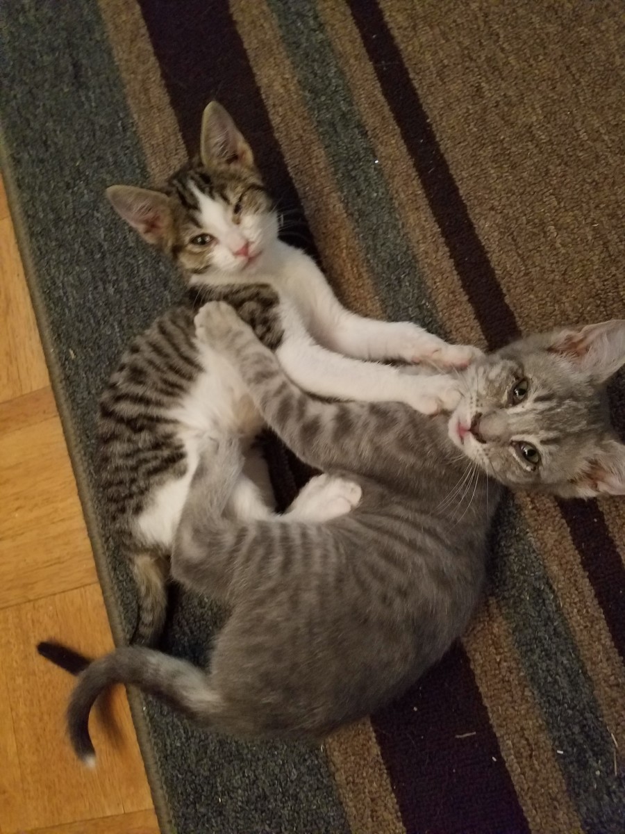 Cats Versus Toddlers: Do Kittens Win?