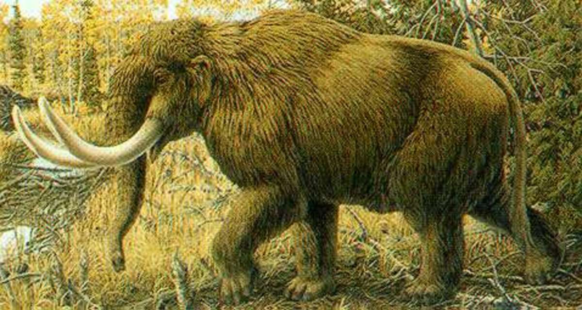 The Mammut, a close kin to the Mammoth. The Clovis Hunter in Oklahoma used these and other Big Game animals to Sustain their Way of Life. The Mammut, a close kin to the Mammoth. The Clovis Hunter in Oklahoma used these and other Big Game animals to Sustain their Way of Life.