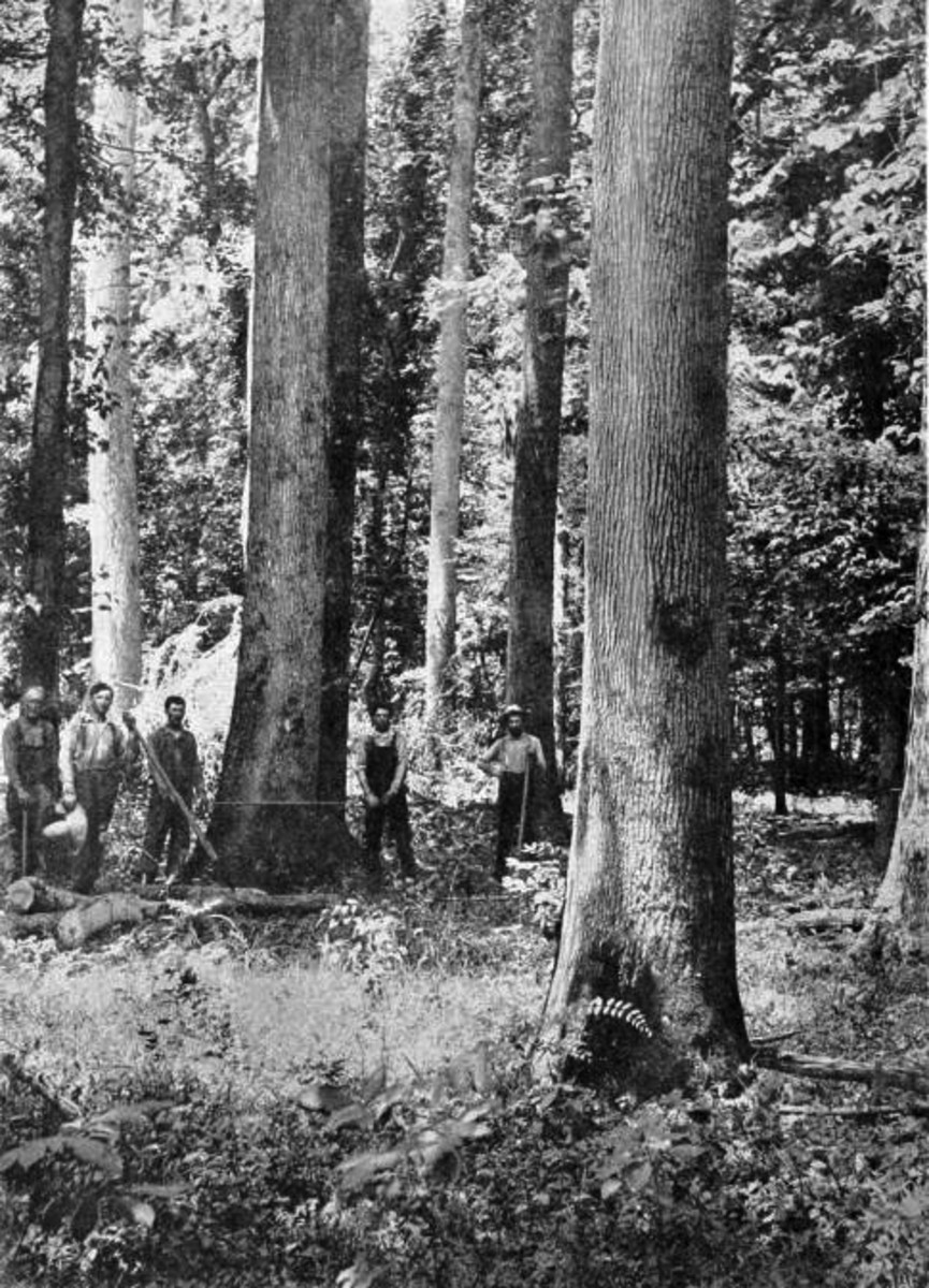 Logging just south of Poteau