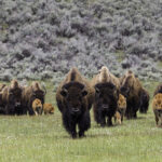 bison-buffalo-herd-frontal-preview