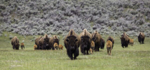 bison-buffalo-herd-frontal-preview