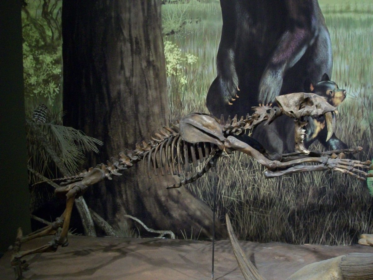 Exhibit in the Hall of Ancient Life at the Sam Noble Oklahoma Museum of Natural History in Oklahoma City. Exhibit in the Hall of Ancient Life at the Sam Noble Oklahoma Museum of Natural History in Oklahoma City.