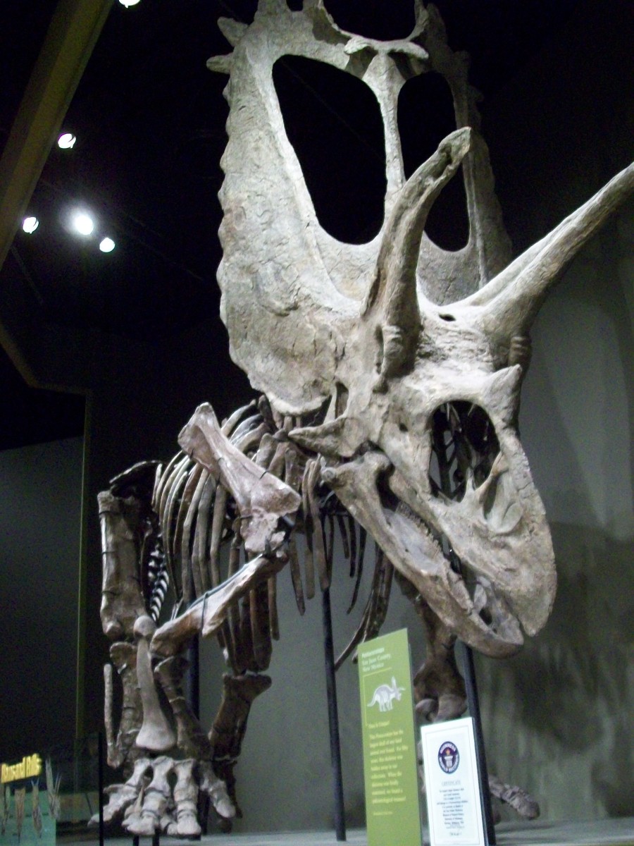 The Pentaceratops, the Guinness World Record holder for the Largest Dinosaur Skull ever Discovered. The Pentaceratops, the Guinness World Record holder for the Largest Dinosaur Skull ever Discovered.